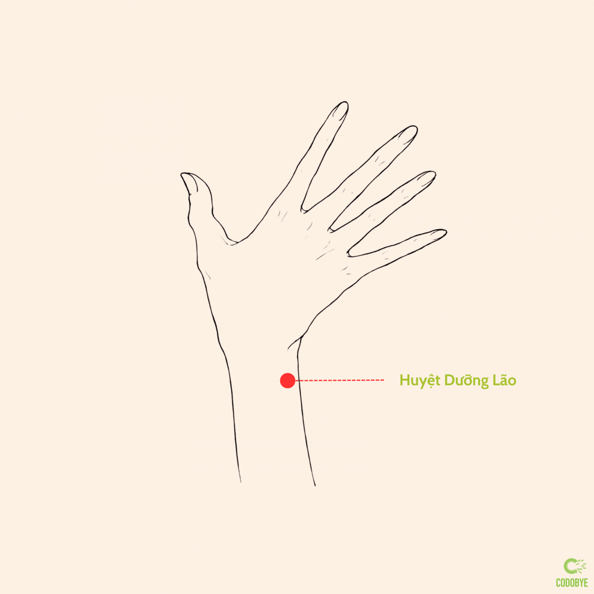 Huyệt Dưỡng Lão làm chậm quá trình lão hóa da