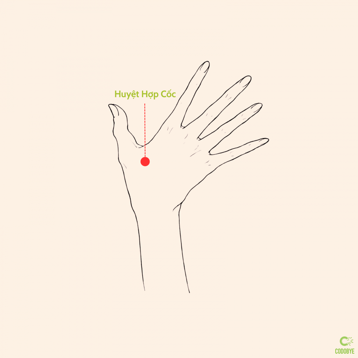 Huyệt hợp cốc giải độc, giảm mụn