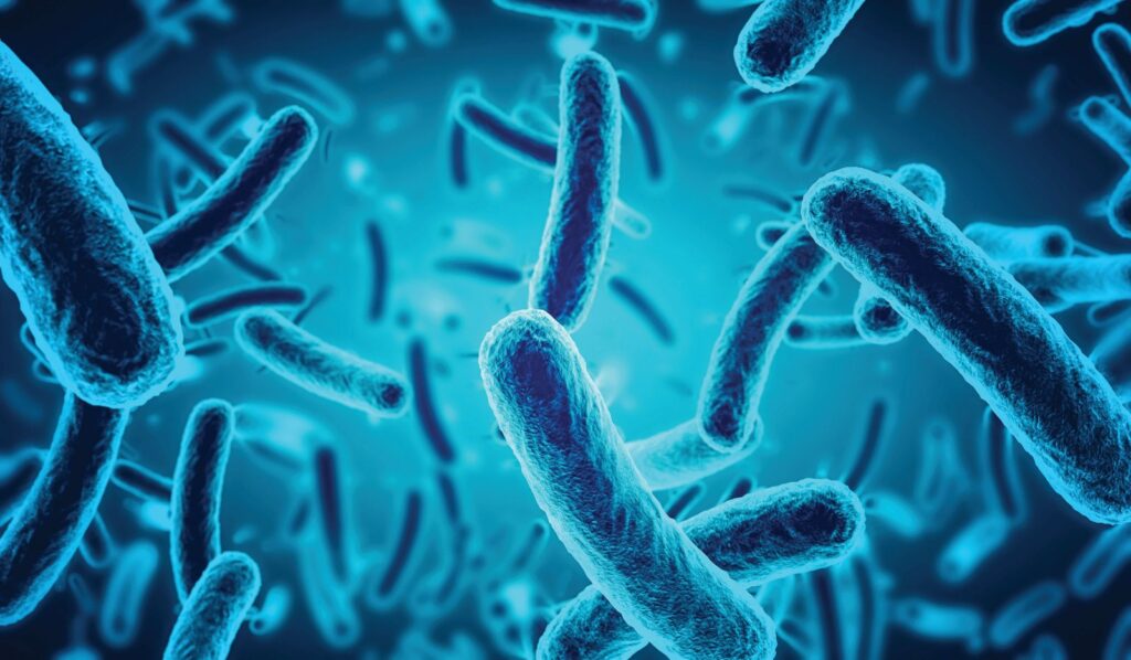 Vi khuẩn C acnes kích hoạt phản ứng viêm trong quá trình hình thành mụn