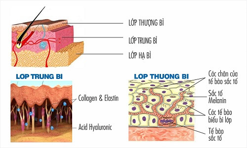 3 lớp biểu bì trên da