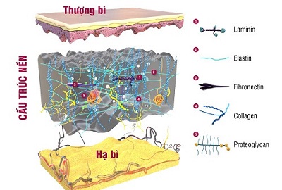 Các tế bào sợi ở lớp trung bì