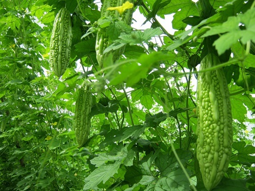 Những thực phẩm giúp bài trừ độc tố nhanh nhất