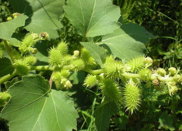 Ké đầu ngựa